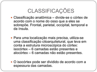 CLASSIFICAÇÕES
 Classificação anatômica – divide-se o córtex de
 acordo com o nome do osso que a eles se
 sobrepõe. Frontal, parietal, occipital, temporal e
 da ínsula.

 Para uma localização mais precisa, utiliza-se
 uma classificação citoarquitetural, que leva em
 conta a estrutura microscópica do córtex:
 isocórtex – 6 camadas estão presentes e
 alocórtex – 6 camadas não estão presentes.

 O isocórtex pode ser dividido de acordo com a
 espessura das camadas.
 