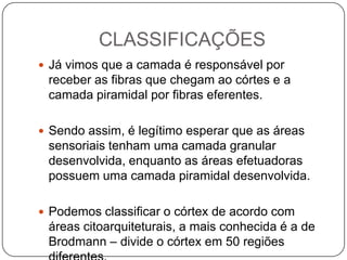 CLASSIFICAÇÕES
 Já vimos que a camada é responsável por
 receber as fibras que chegam ao córtes e a
 camada piramidal por fibras eferentes.

 Sendo assim, é legítimo esperar que as áreas
 sensoriais tenham uma camada granular
 desenvolvida, enquanto as áreas efetuadoras
 possuem uma camada piramidal desenvolvida.

 Podemos classificar o córtex de acordo com
 áreas citoarquiteturais, a mais conhecida é a de
 Brodmann – divide o córtex em 50 regiões
 