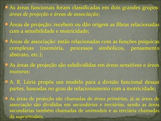 As áreas funcionais foram classificadas em dois grandes grupos:
áreas de projeção e áreas de associação;
Áreas de projeção: recebem ou dão origem as fibras relacionadas
com a sensibilidade e motricidade;
Áreas de associação: estão relacionadas com as funções psíquicas
complexas (memória, processos simbólicos, pensamento
abstrato, etc.);
As áreas de projeção são subdivididas em áreas sensitivas e áreas
motoras;
A. R. Lúria propôs um modelo para a divisão funcional dessas
partes, baseadas no grau de relacionamento com a motricidade;
 As áreas de projeção são chamadas de áreas primárias, já as áreas de
associação são divididas em secundárias e terciárias, sendo as áreas
secundárias também chamadas de unimodais e as terciária chamadas
de supramodais.
 