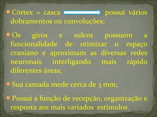 Córtex = casca possui vários
dobramentos ou convoluções;
Os giros e sulcos possuem a
funcionalidade de otimizar o espaço
craniano e aproximam as diversas redes
neuronais interligando mais rápido
diferentes áreas;
Sua camada mede cerca de 3 mm;
Possui a função de recepção, organização e
resposta aos mais variados estímulos.
 