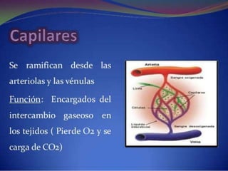 Sistema circulatorio