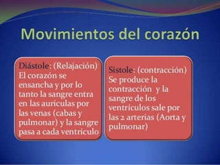 Sistema circulatorio