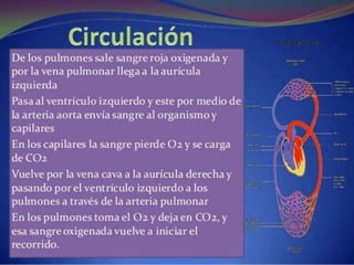 Sistema circulatorio