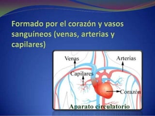 Sistema circulatorio