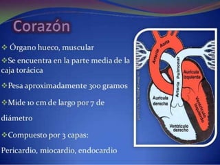 Sistema circulatorio