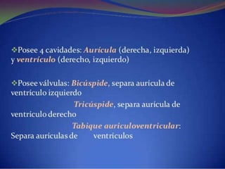 Sistema circulatorio