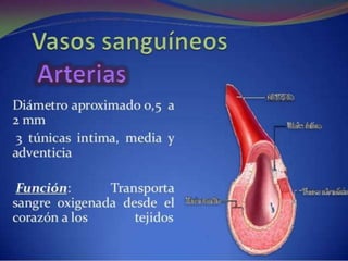 Sistema circulatorio