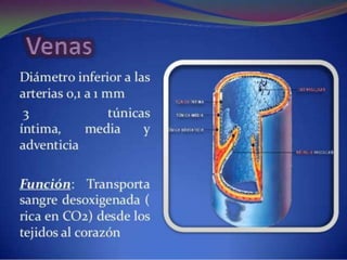 Sistema circulatorio