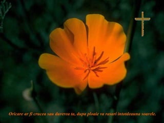 Oricare ar fi crucea sau durerea ta, dupa ploaie va rasari intotdeauna soarele.
 