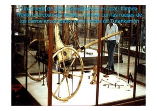 Una rueda de carro incrustada en el coral, filmadaUna rueda de carro incrustada en el coral, filmada
frente a la costa de Arabia, coincide con las ruedas defrente a la costa de Arabia, coincide con las ruedas de
los carros encontrados en la tumba delos carros encontrados en la tumba de TutankamTutankamóónn
 