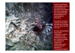 Grupo de osamentas
mineralizadas, uno de
los muchos que se
encuentran en el lugar
del cruce, analizadas
por el Departamento
de Osteología de la
Universidad de
Estocolmo.
Se encontró un fémur
humano, de la pierna
derecha de un hombre
con una altura de 165-con una altura de 165-
170 cms.
Se trata esencialmente
de un hueso
"fosilizado", es decir,
sustituido por los
minerales y el coral,
por lo tanto no puede
ser fechado por
métodos de
radiocarbono, pero
obviamente este
ejemplar es
“sumamente antiguo”.
 