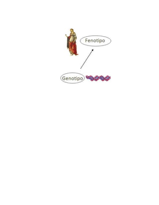 FENOTIPOS Y GENOTIPOS 