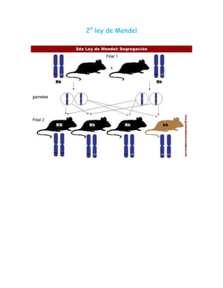 2° ley de Mendel
 