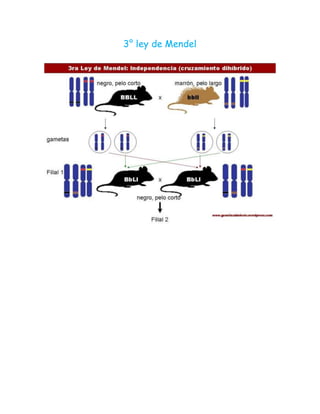 3° ley de Mendel
 