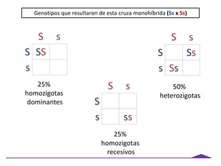 S s
S SS
s
Genotipos que resultaron de esta cruza monohíbrida (Ss x Ss)
S s
S Ss
s Ss
S s
S
s ss
25%
homozigotas
dominantes
50%
heterozigotas
25%
homozigotas
recesivos
 