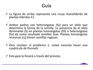 Guía
 La figura de arriba representa una cruza monohíbrida de
plantas híbridas-F1.
 Ambos padres son heterozigotas (Ss) para un alelo que
determina la forma de la semilla. La presencia de el alelo
dominante (S) en plantas homozigotas (SS) o heterozigotas
(Ss) da como resultado semillas lisas. Plantas homozigotas
recesivas (ss) tienen semillas rugosas.
 Para resolver el problema 1, usted necesita hacer una
cuadricula de Punnett.
 Esta guía lo llevará a través del proceso.
 