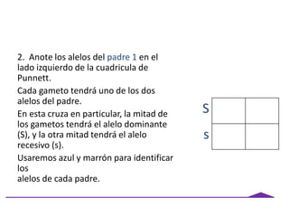 2. Anote los alelos del padre 1 en el
lado izquierdo de la cuadricula de
Punnett.
Cada gameto tendrá uno de los dos
alelos del padre.
En esta cruza en particular, la mitad de
los gametos tendrá el alelo dominante
(S), y la otra mitad tendrá el alelo
recesivo (s).
Usaremos azul y marrón para identificar
los
alelos de cada padre.
S
s
 