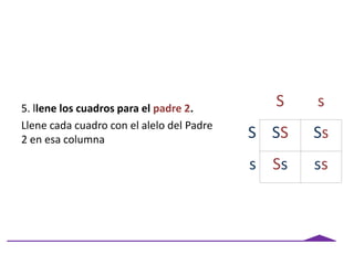 5. llene los cuadros para el padre 2.
Llene cada cuadro con el alelo del Padre
2 en esa columna
S s
S SS Ss
s Ss ss
 