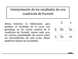 Ahora tenemos la información para
predecir el resultado de la cruza. Los
genotipos en los cuatro cuadros de la
cuadricula de Punnett, tienen cada uno,
las mismas posibilidades de ocurrir entre
los descendientes de esta cruza. Ahora
podemos tabular los resultados .
S s
S SS Ss
s Ss ss
Interpretación de los resultados de una
cuadricula de Punnett
 