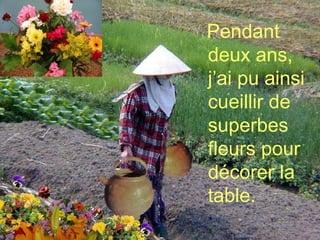 Pendant deux ans,  j’ai pu ainsi cueillir de superbes fleurs pour décorer la table. 