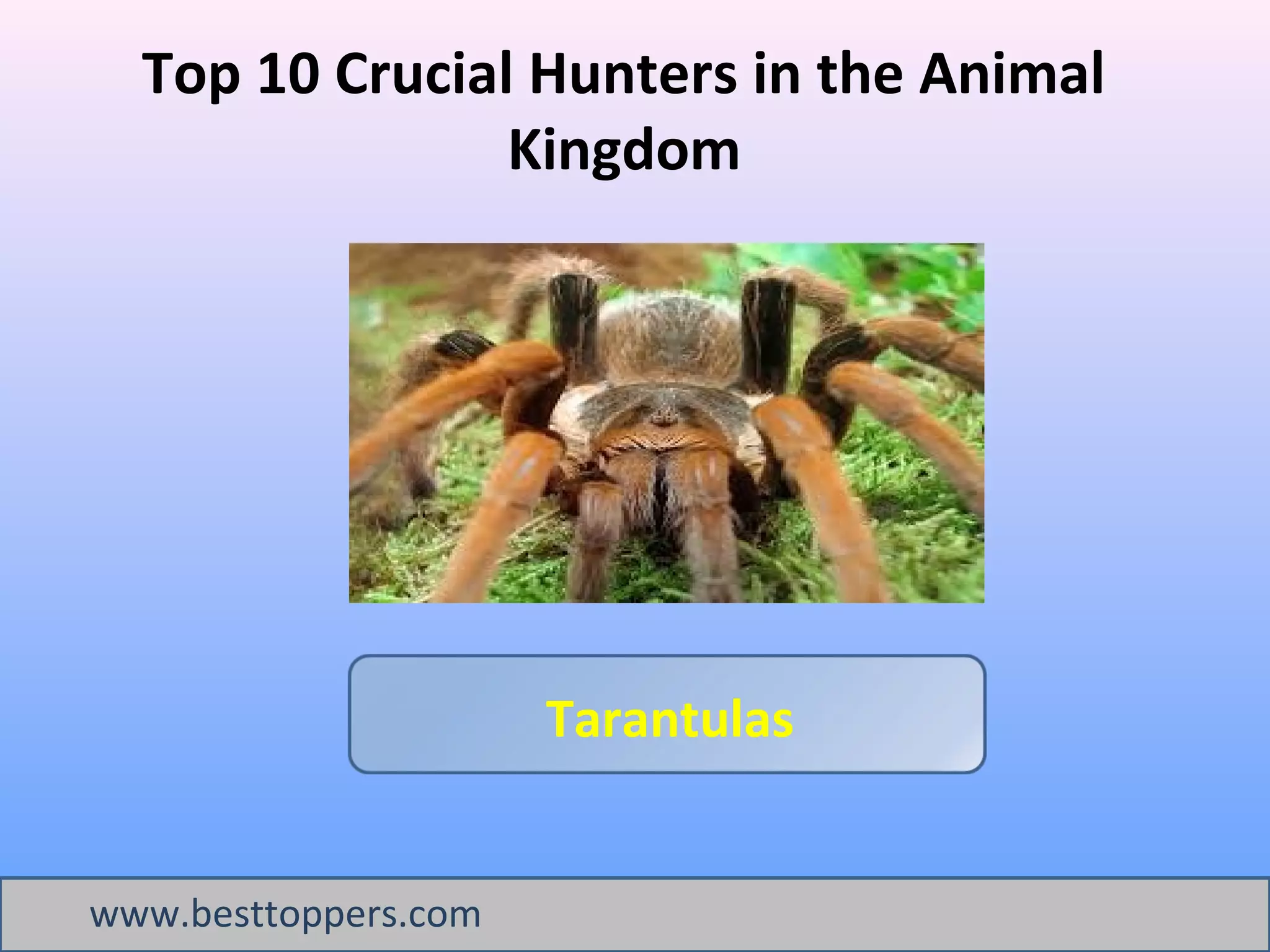 Top 10 Crucial hunters in the Animal Kingdom