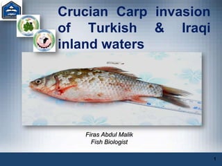 Crucian Carp invasion
of Turkish & Iraqi
inland waters
Firas Abdul Malik
Fish Biologist
1
 