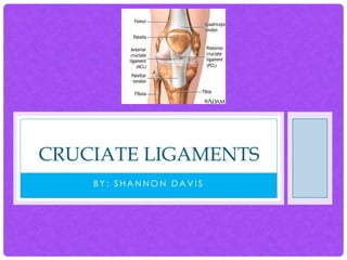 CRUCIATE LIGAMENTS
BY: SHANNON DAVIS

 