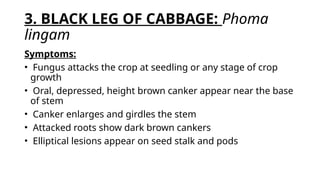 Crucifers diseases and spread management.pptx