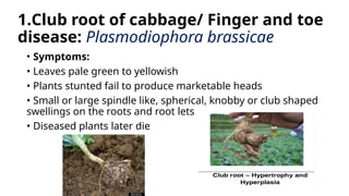 Crucifers diseases and spread management.pptx