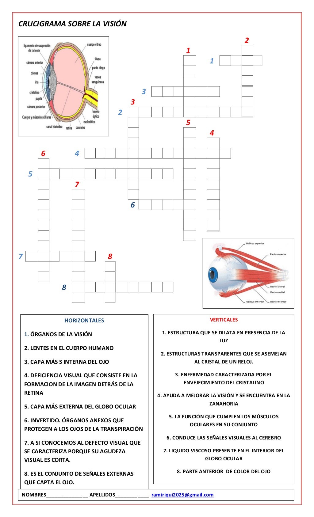 Crucigrama sobre la visión