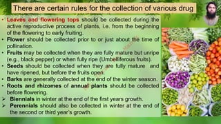 There are certain rules for the collection of various drug
• Leaves and flowering tops should be collected during the
active reproductive process of plants, i.e. from the beginning
of the flowering to early fruiting.
• Flower should be collected prior to or just about the time of
pollination.
• Fruits may be collected when they are fully mature but unripe
(e.g., black pepper) or when fully ripe (Umbelliferous fruits).
• Seeds should be collected when they are fully mature and
have ripened, but before the fruits open.
• Barks are generally collected at the end of the winter season.
• Roots and rhizomes of annual plants should be collected
before flowering.
➢ Biennials in winter at the end of the first years growth.
➢ Perennials should also be collected in winter at the end of
the second or third year’s growth.
M
d
.
I
m
r
a
n
N
u
r
M
a
n
i
k
 