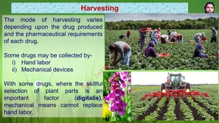 Harvesting
The mode of harvesting varies
depending upon the drug produced
and the pharmaceutical requirements
of each drug.
Some drugs may be collected by-
i) Hand labor
ii) Mechanical devices
With some drugs, where the skillful
selection of plant parts is an
important factor (digitalis),
mechanical means cannot replace
hand labor.
M
d
.
I
m
r
a
n
N
u
r
M
a
n
i
k
 