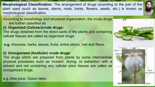 According to morphology and structural organization, the crude drugs
are further classified as
(i) Organized (Cellular)crude drugs:
The drugs obtained from the direct parts of the plants and containing
cellular tissues are called as organized drugs.
e.g. rhizomes, barks, leaves, fruits, entire plants, hair and fibers.
(i) Unorganized (Acellular) crude drugs:
The drugs which are prepared from plants by some intermediate
physical processes such as incision, drying, or extraction with a
solvent and not containing any cellular plant tissues are called as
unorganized drugs.
e.g. Aloe juice. Opium latex.
Morphological Classification: The arrangement of drugs according to the part of the
plant used (such as leaves, stems, roots, barks, flowers, seeds. etc.) is known as
morphological classification.
M
d
.
I
m
r
a
n
N
u
r
M
a
n
i
k
 