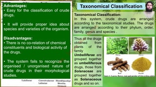 Taxonomical Classification:
In this system, crude drugs are arranged
according to the taxonomical studies. The drugs
are arranged according to their phylum, order,
family, genus and species .
Taxonomical Classification
Thus all the drugs
obtained from
plants of the
family
Umbelliferae are
grouped together
as umbelliferous
drugs, those from
Solanaceae are
grouped together
as Solanaceous
drugs and so on.
Advantages:
• Easy for the classification of crude
drugs.
• It will provide proper idea about
species and varieties of the organism.
Disadvantages:
• There is no co-relation of chemical
constituents and biological activity of
the drugs.
• The system fails to recognize the
organised / unorganised nature of
crude drugs in their morphological
studies.
M
d
.
I
m
r
a
n
N
u
r
M
a
n
i
k
 