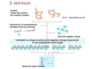 2. SDS PAGE:
 