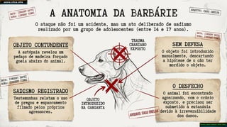 O Caso Orelha  Crueldade - Reflexões sobre o Caso do Cão Orelha