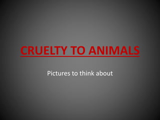 CRUELTY TO ANIMALS
Pictures to think about
 