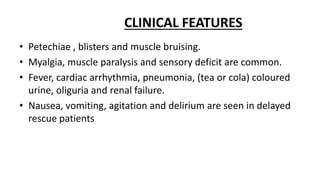 CLINICAL FEATURES
• Petechiae , blisters and muscle bruising.
• Myalgia, muscle paralysis and sensory deficit are common.
• Fever, cardiac arrhythmia, pneumonia, (tea or cola) coloured
urine, oliguria and renal failure.
• Nausea, vomiting, agitation and delirium are seen in delayed
rescue patients
 