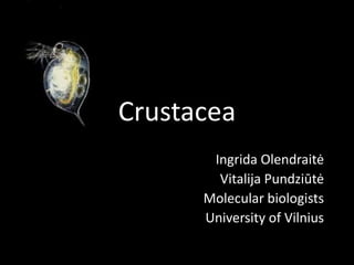 Crustacea
       Ingrida Olendraitė
        Vitalija Pundziūtė
      Molecular biologists
      University of Vilnius
 