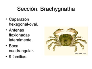 Subphylum Crustacea.