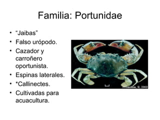 Subphylum Crustacea.