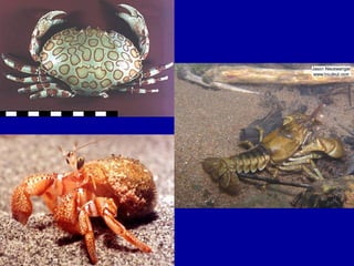 Crustacea | PPT