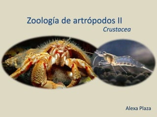 Zoología de artrópodos II
Crustacea
Alexa Plaza
 