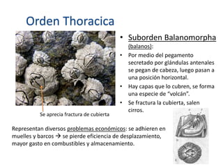 • Suborden Balanomorpha
(balanos):
• Por medio del pegamento
secretado por glándulas antenales
se pegan de cabeza, luego pasan a
una posición horizontal.
• Hay capas que lo cubren, se forma
una especie de “volcán”.
• Se fractura la cubierta, salen
cirros.
Se aprecia fractura de cubierta
Orden Thoracica
Representan diversos problemas económicos: se adhieren en
muelles y barcos  se pierde eficiencia de desplazamiento,
mayor gasto en combustibles y almacenamiento.
 