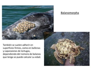 Balanomorpha
También se suelen adherir en
superficies firmes, como en ballenas
y caparazones de tortugas,
dependiendo del número de balanos
que tenga se puede calcular su edad.
 