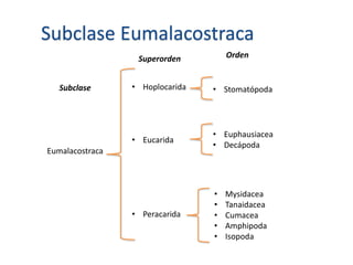 Subclase Eumalacostraca
Eumalacostraca
• Hoplocarida
• Eucarida
• Peracarida
• StomatópodaSubclase
Superorden Orden
• Euphausiacea
• Decápoda
• Mysidacea
• Tanaidacea
• Cumacea
• Amphipoda
• Isopoda
 