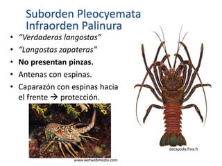Suborden Pleocyemata
Infraorden Palinura
• “Verdaderas langostas”
• “Langostas zapateras”
• No presentan pinzas.
• Antenas con espinas.
• Caparazón con espinas hacia
el frente  protección.
www.wetwebmedia.com
decapoda.free.fr
 