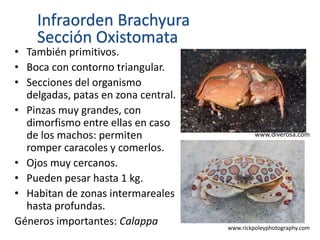 Infraorden Brachyura
Sección Oxistomata
• También primitivos.
• Boca con contorno triangular.
• Secciones del organismo
delgadas, patas en zona central.
• Pinzas muy grandes, con
dimorfismo entre ellas en caso
de los machos: permiten
romper caracoles y comerlos.
• Ojos muy cercanos.
• Pueden pesar hasta 1 kg.
• Habitan de zonas intermareales
hasta profundas.
Géneros importantes: Calappa
www.diverosa.com
www.rickpoleyphotography.com
 