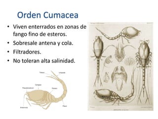 Orden Cumacea
• Viven enterrados en zonas de
fango fino de esteros.
• Sobresale antena y cola.
• Filtradores.
• No toleran alta salinidad.
 
