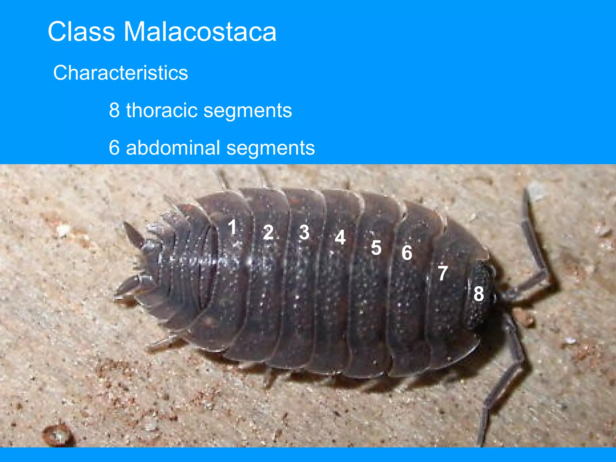 Class Malacostaca
Characteristics
8 thoracic segments
6 abdominal segments
1 2 3 4
5 6
7
8
 